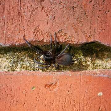 Image of Black lace-weaver