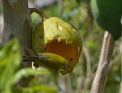 Image of Small Lifou White-eye