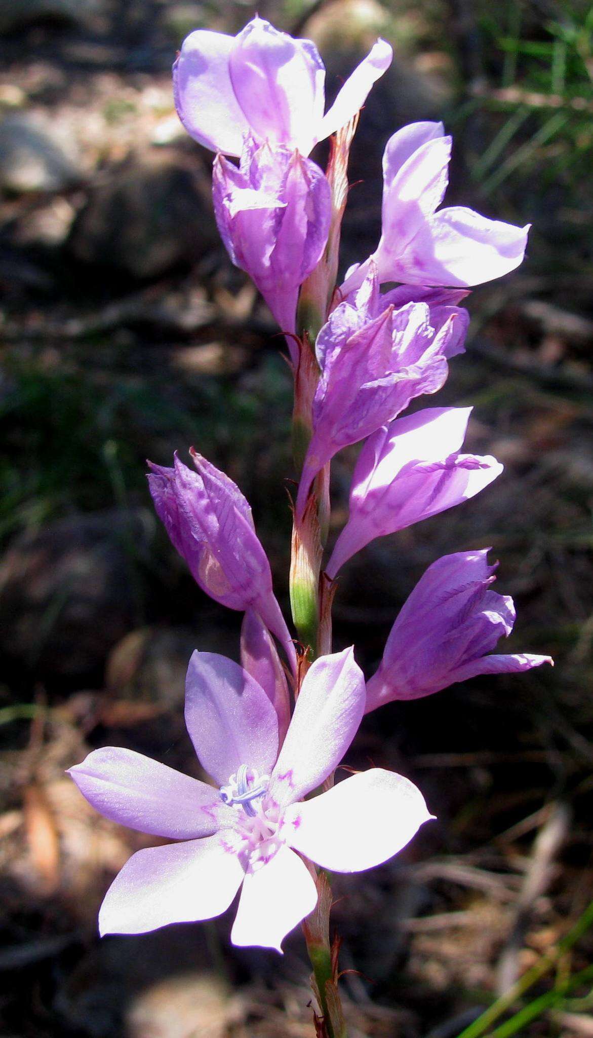 Imagem de Watsonia marginata (L. fil.) Ker Gawl.