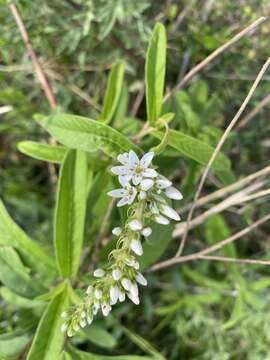 Lysimachia barystachys Bunge resmi