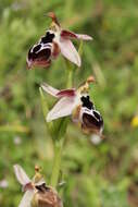 Слика од Ophrys reinholdii subsp. reinholdii