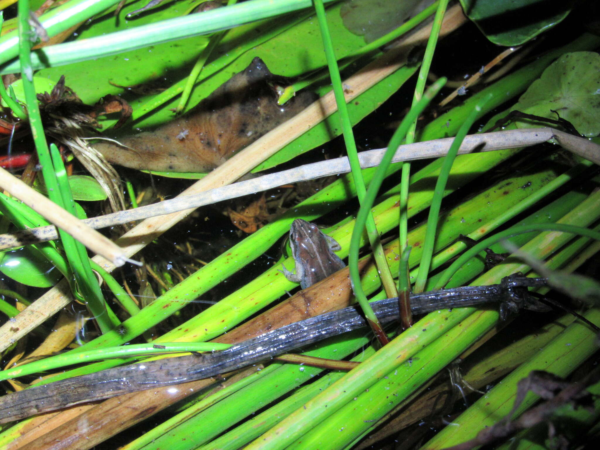 Image of Cacosternum australis Channing, Schmitz, Burger & Kielgast 2013