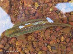 Image of Ratnagiri minnow