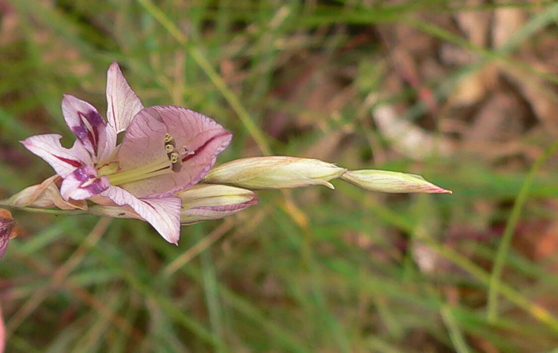 Imagem de Gladiolus pretoriensis Kuntze