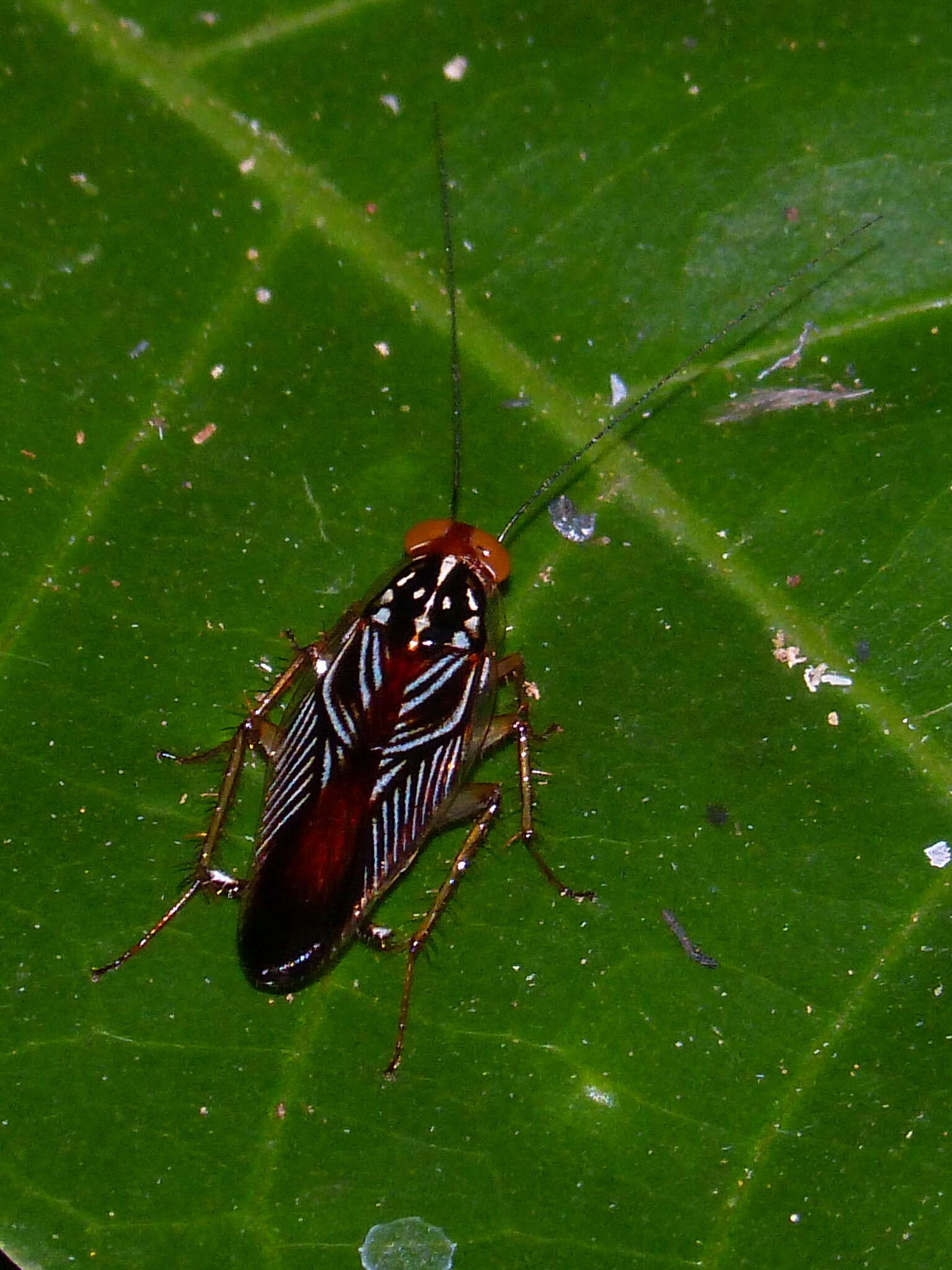 Image of Euphyllodromia angustata (Latreille 1811)