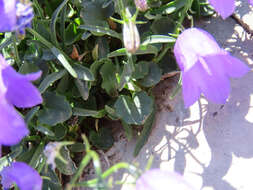 Image of Campanula cochleariifolia Lam.