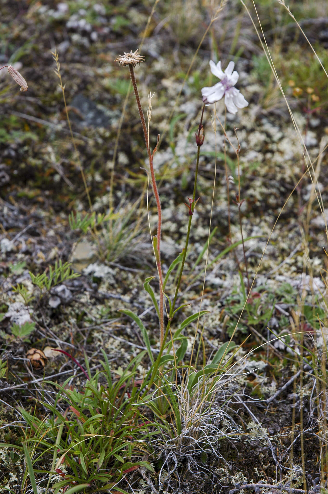 Image of narrow-leaved campion