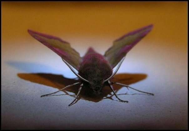 Image of small elephant hawk-moth