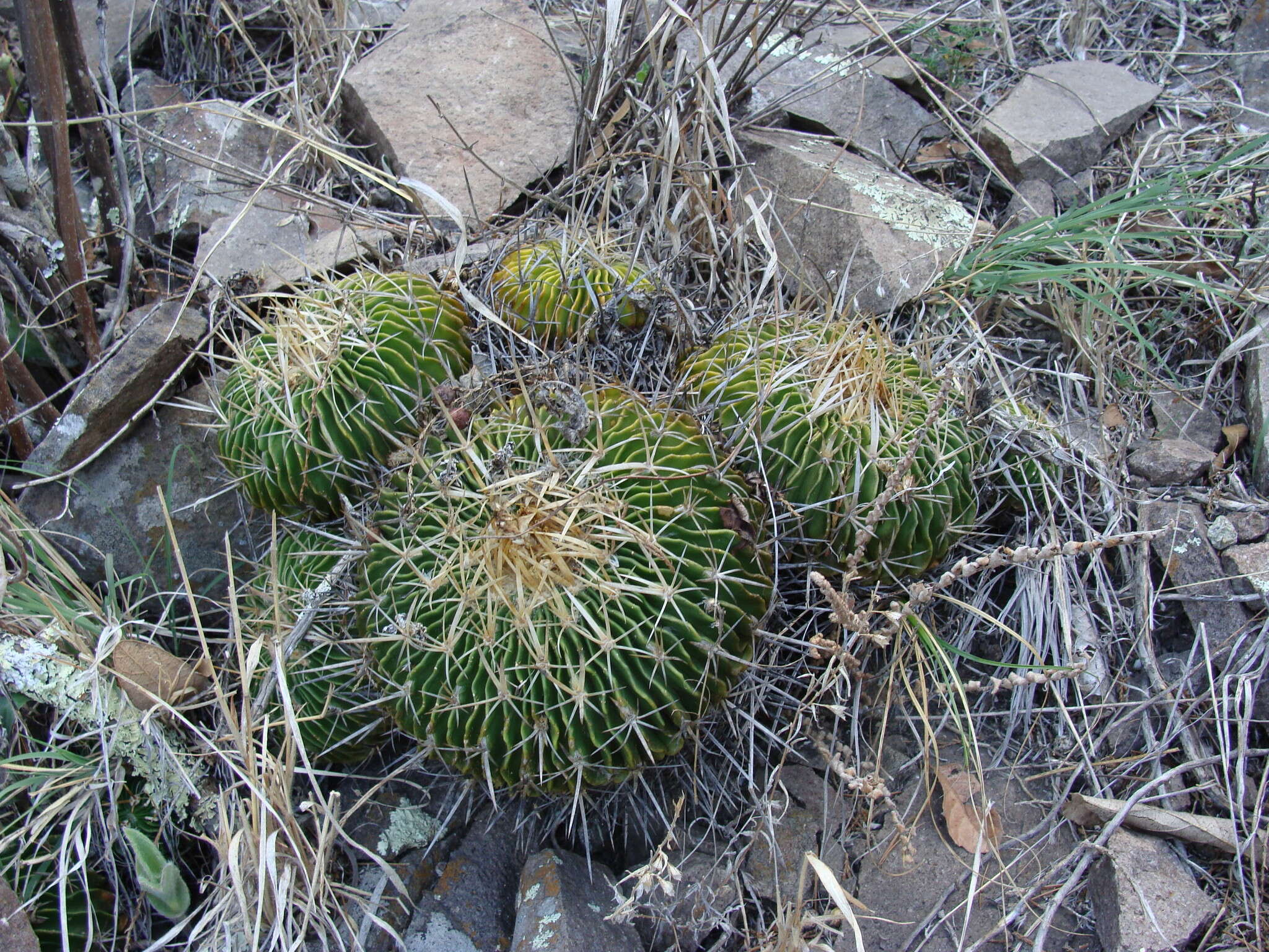 Image of Stenocactus sulphureus (A. Dietr.) Bravo