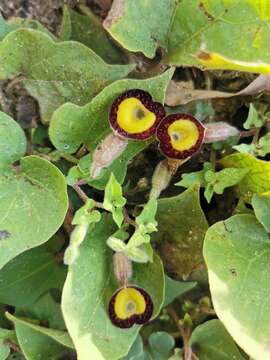 Image of Aristolochia purhepecha