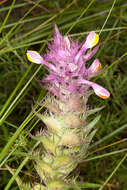 Image of Melampyrum fimbriatum Vandas