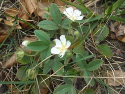 Image of Potentilla montana Brot.