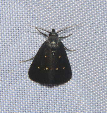 Elaphristis melanica Turner的圖片