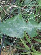 Image of Podosphaera erigerontis-canadensis (Lév.) U. Braun & T. Z. Liu 2010