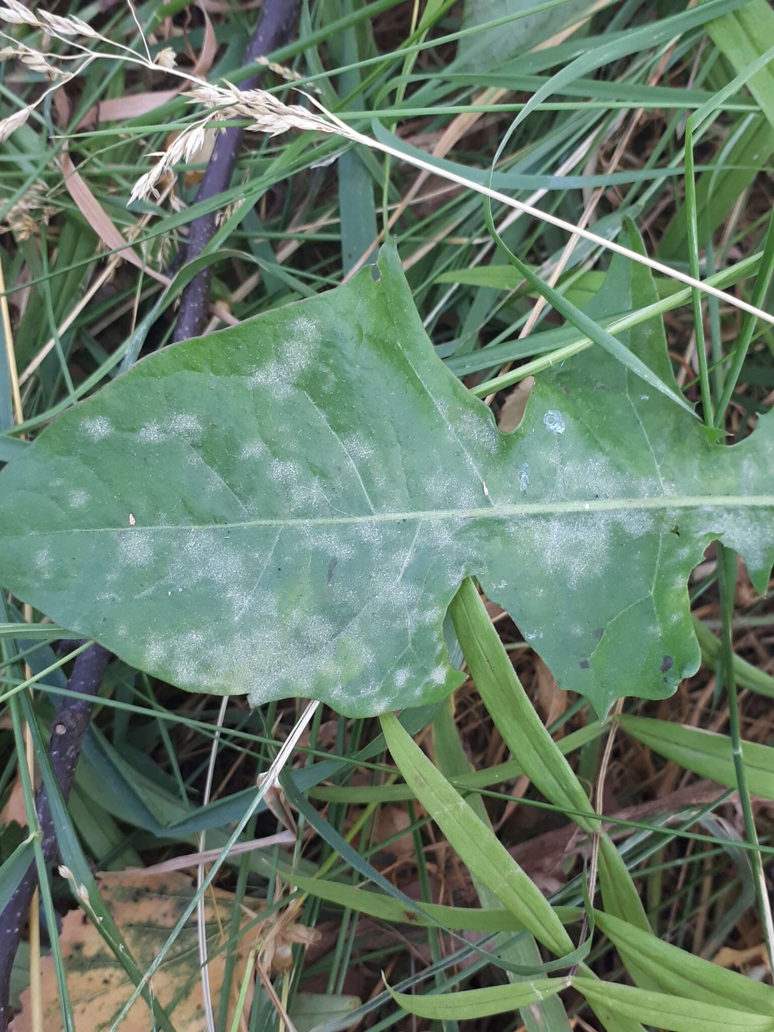 Podosphaera erigerontis-canadensis (Lév.) U. Braun & T. Z. Liu 2010的圖片