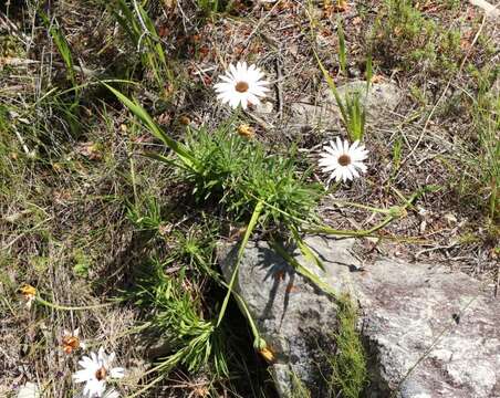 Image of Dimorphotheca nudicaulis (L.) DC.