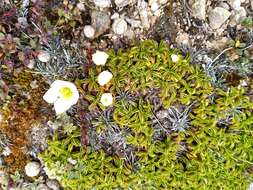 Image de Gentianella decumbens Glenny