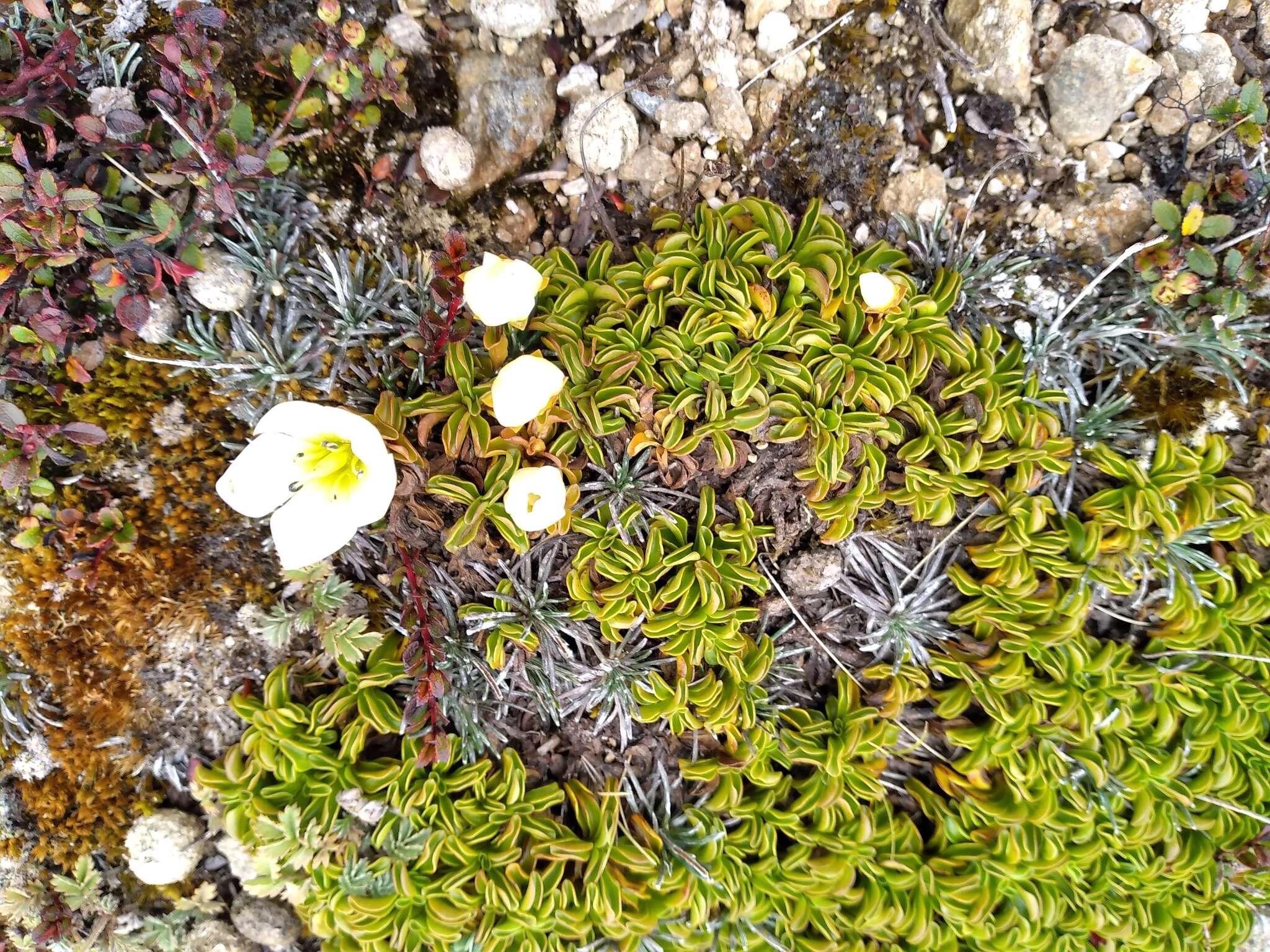 Image de Gentianella decumbens Glenny