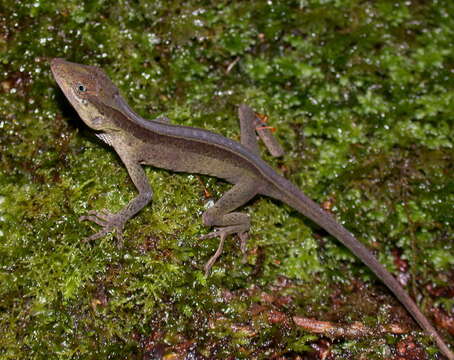 Image of Slender Anole