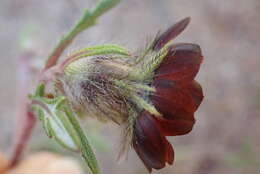 Image of Gorteria diffusa subsp. calendulacea (DC.) Roessler