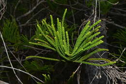 Image of cliff araucaria