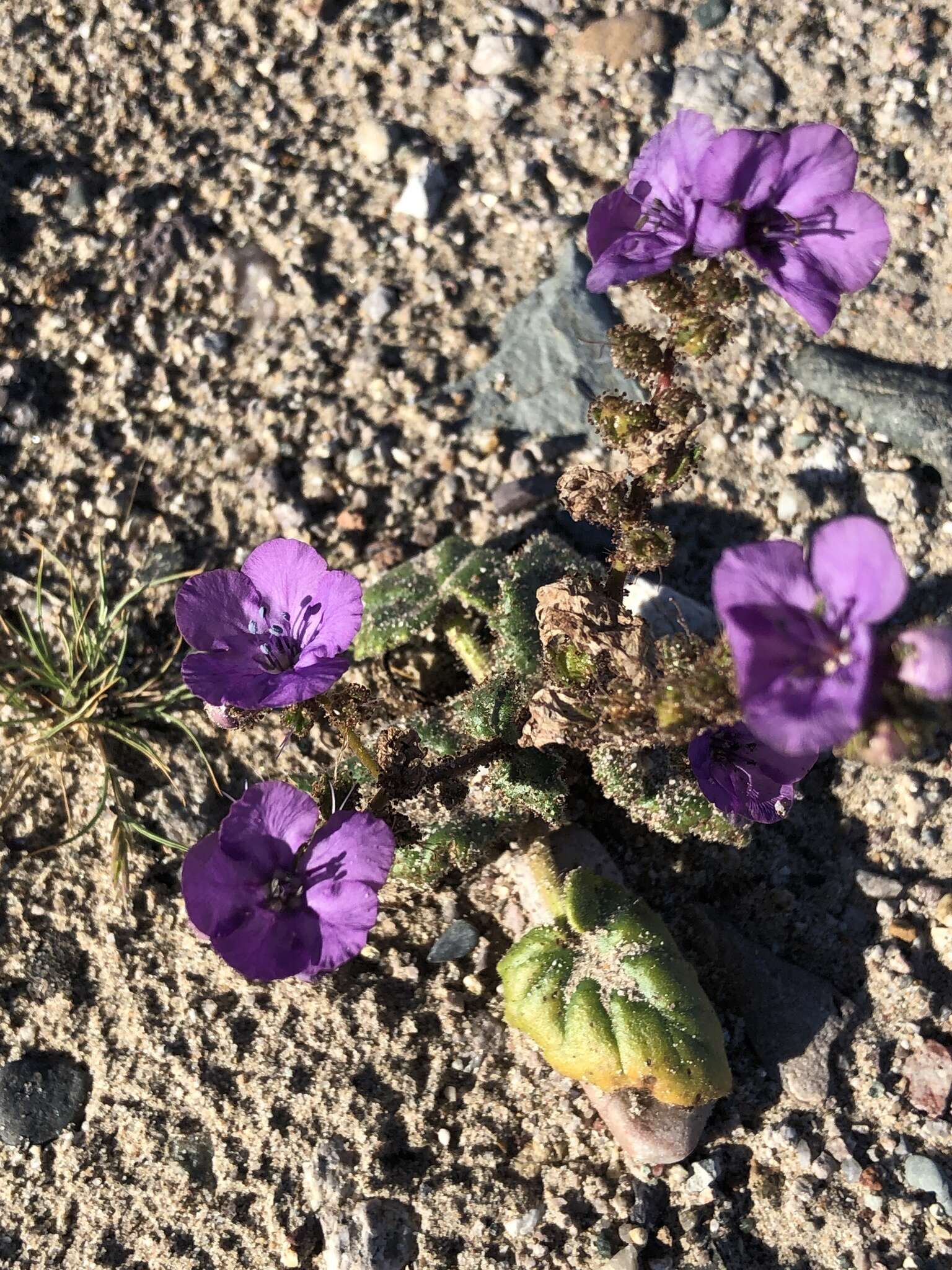 Image of calthaleaf phacelia