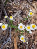 Image of Waitzia suaveolens (Benth.) Druce