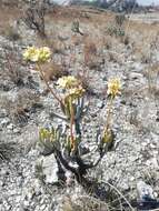 Image of Kalanchoe bitteri