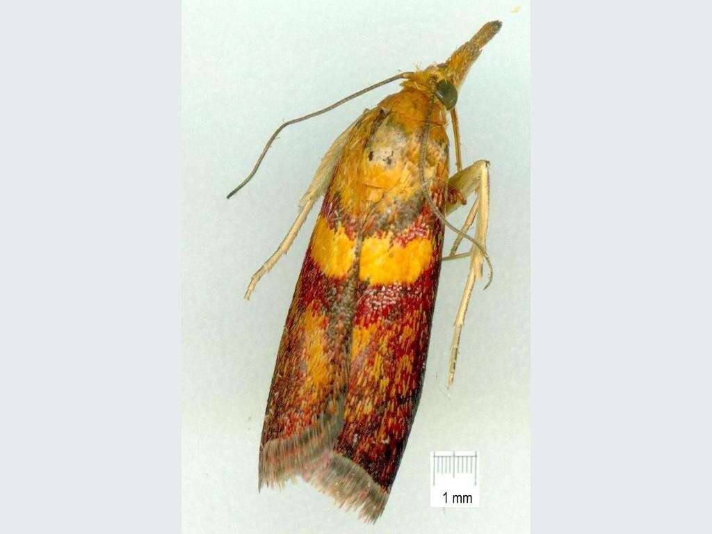 Image of Etiella walsinghamella Ragonot 1888