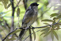 Imagem de Pachycephala pectoralis glaucura Gould 1845