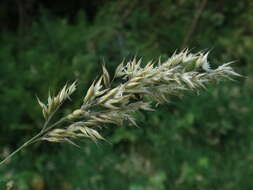 Image of Creeping Soft Grass