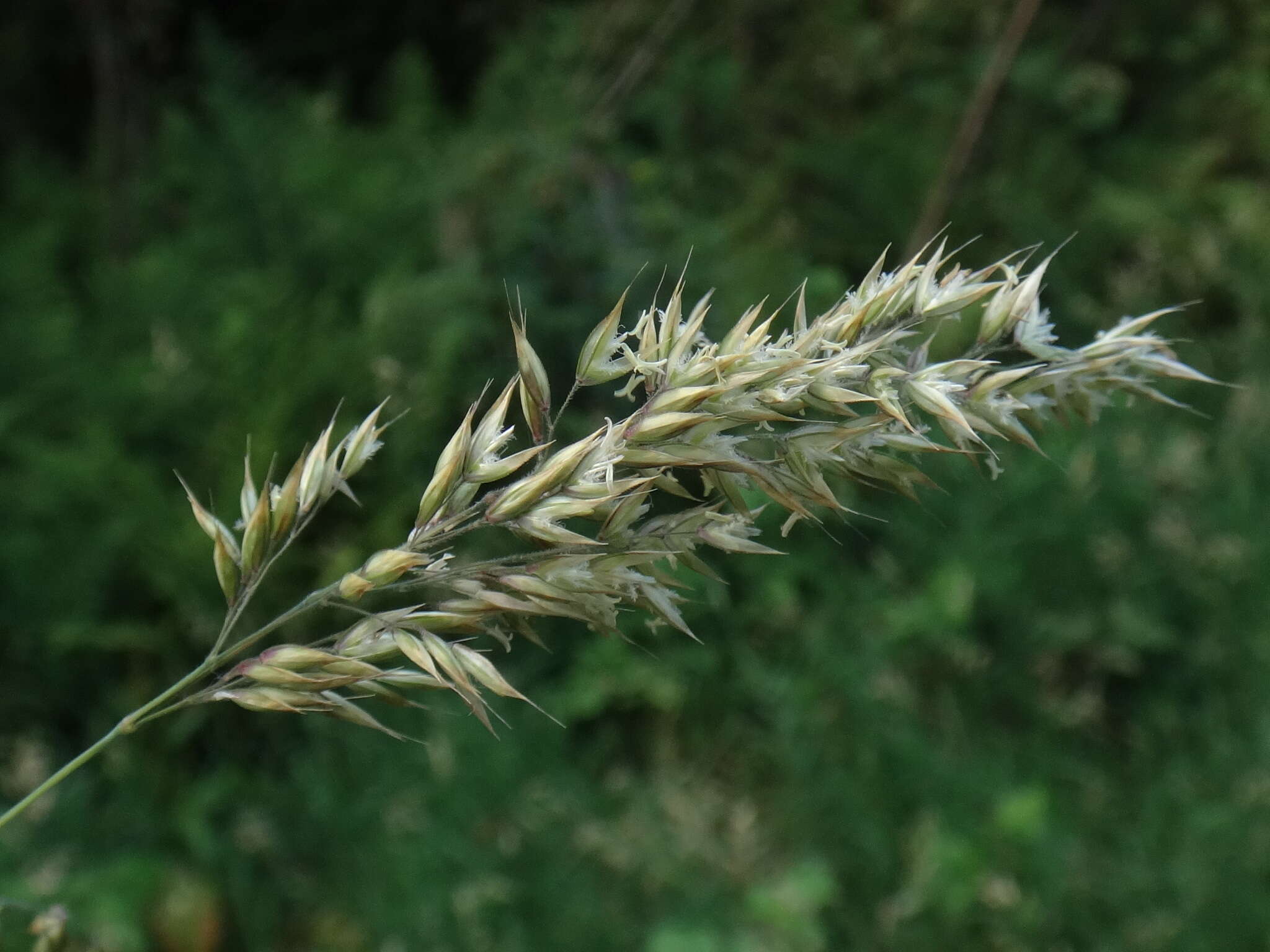 Image of Creeping Soft Grass