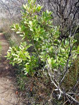 Image of toyon