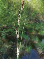 Sivun Carex elata subsp. omskiana (Meinsh.) Jalas kuva