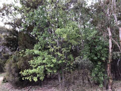 Image of Carolina poplar