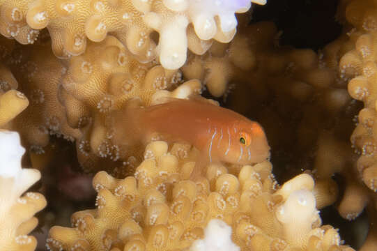 Image of Five-bar coral goby