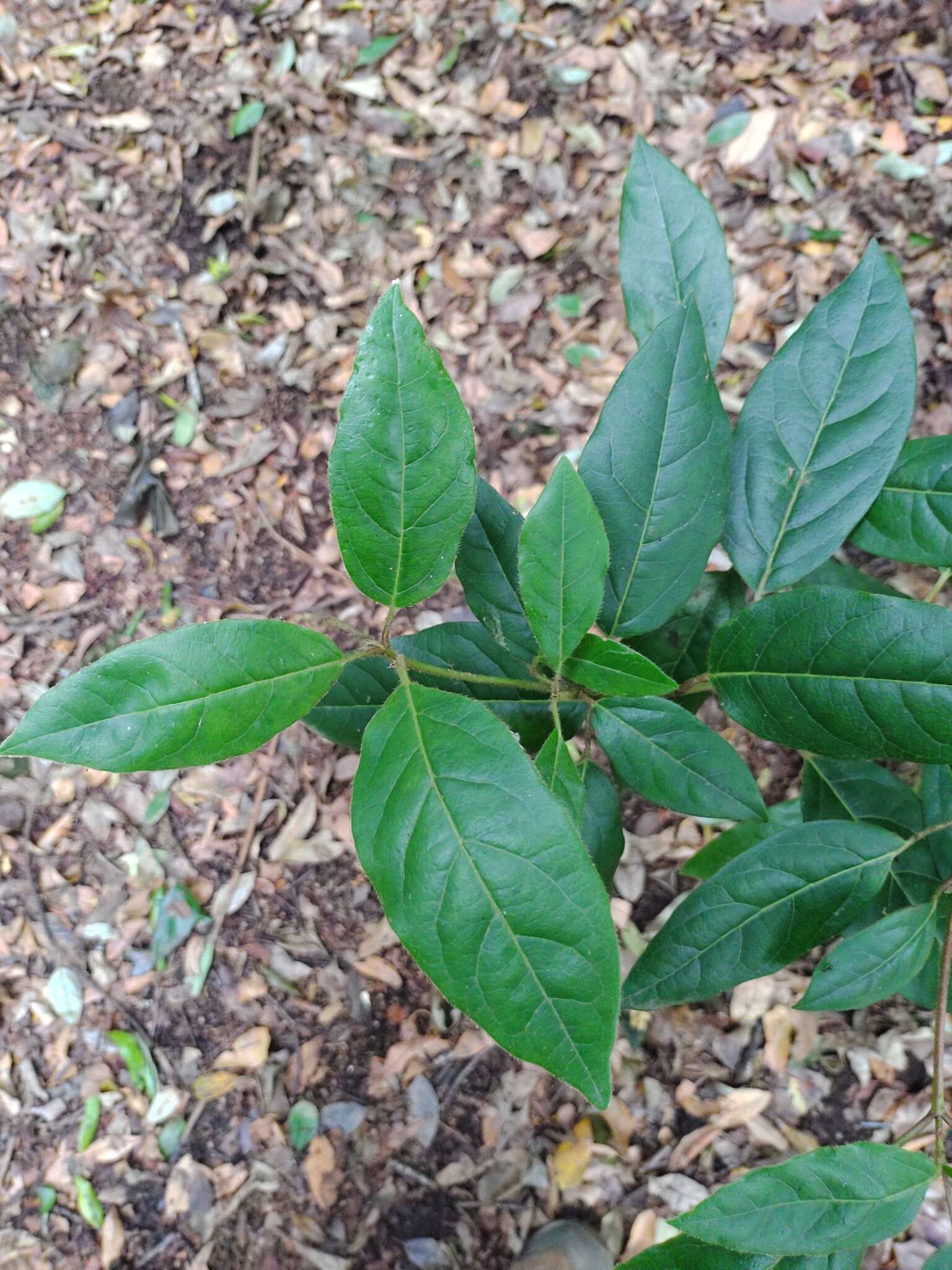 Image of Mandevilla pubescens (Willd. ex Roem. & Schult.) J. F. Morales