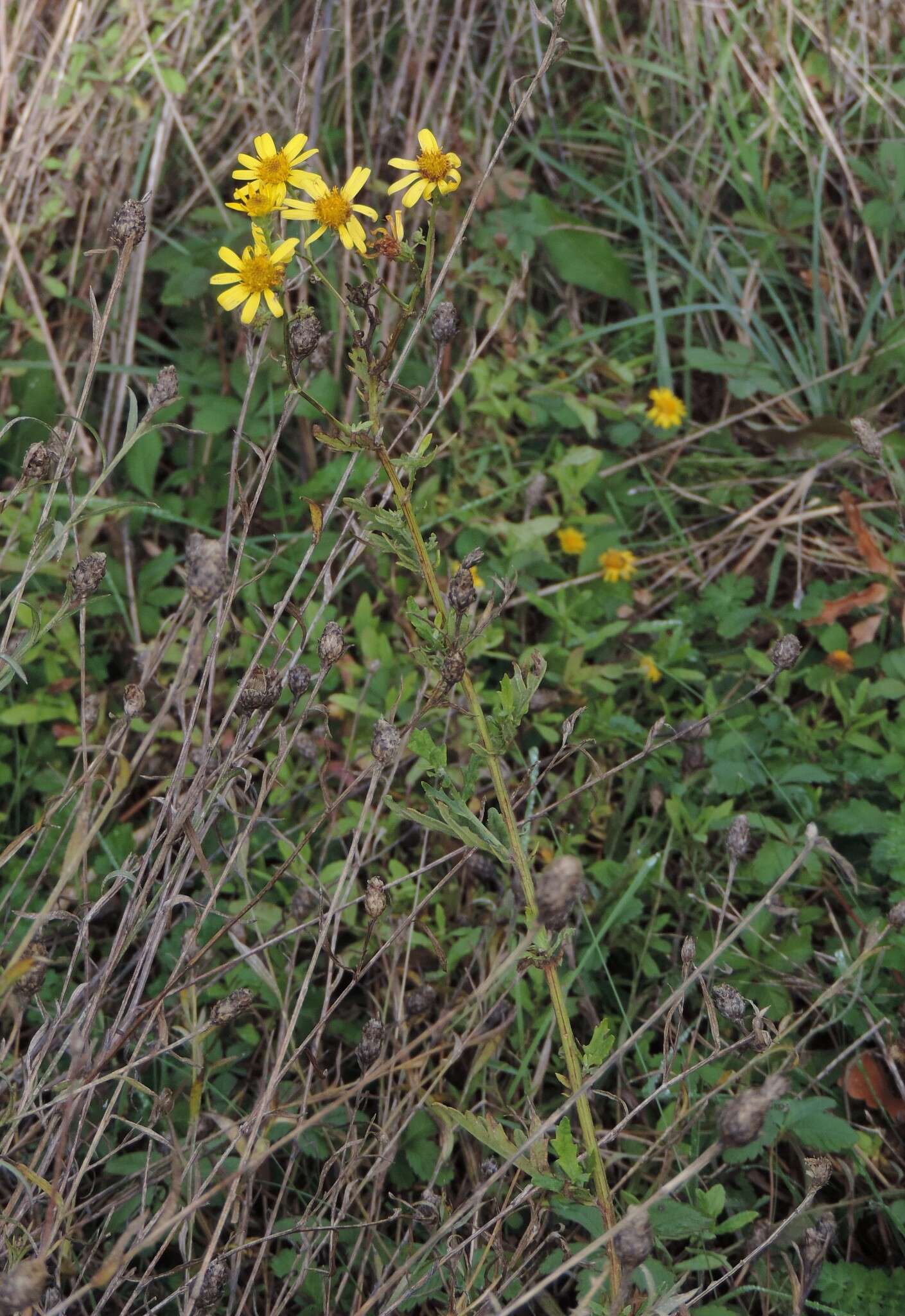 Plancia ëd Jacobaea erucifolia subsp. erucifolia