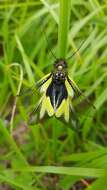 Image of Owly sulphur