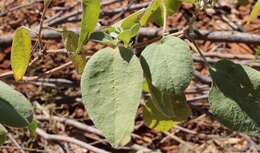 Image of Cienfuegosia australis (F. Müll.) K. Schum.