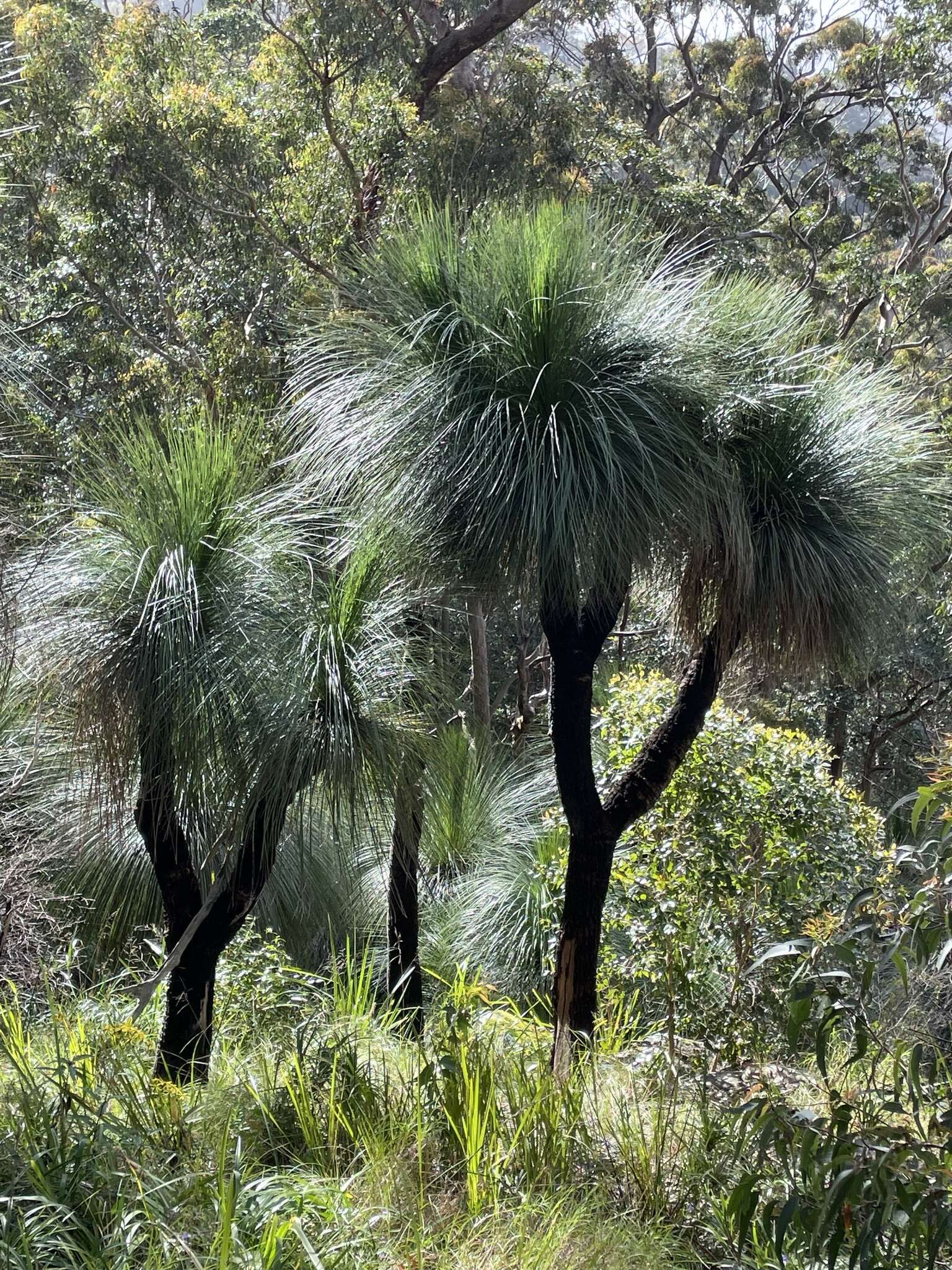 Image of Xanthorrhoea glauca D. J. Bedford