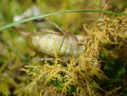 Image of Hemiandrus maculifrons (Walker & F. 1869)