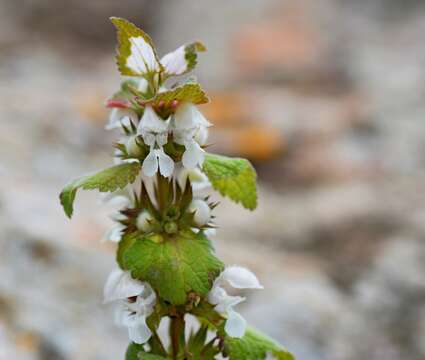 Image of Lamium moschatum Mill.