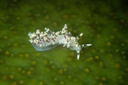 صورة Abronica abronia (MacFarland 1966)