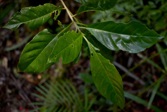 Image of Antirhea tenuiflora F. Muell. ex Benth.