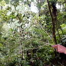 Image of Clerodendrum filipes Moldenke