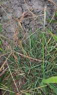 Image of slimspike windmill grass