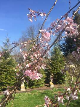 Plancia ëd Prunus subhirtella Miq.