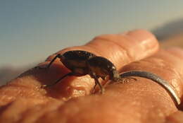 Image of Leptostethus (Leptostethus) marginatus G. R. Waterhouse 1853