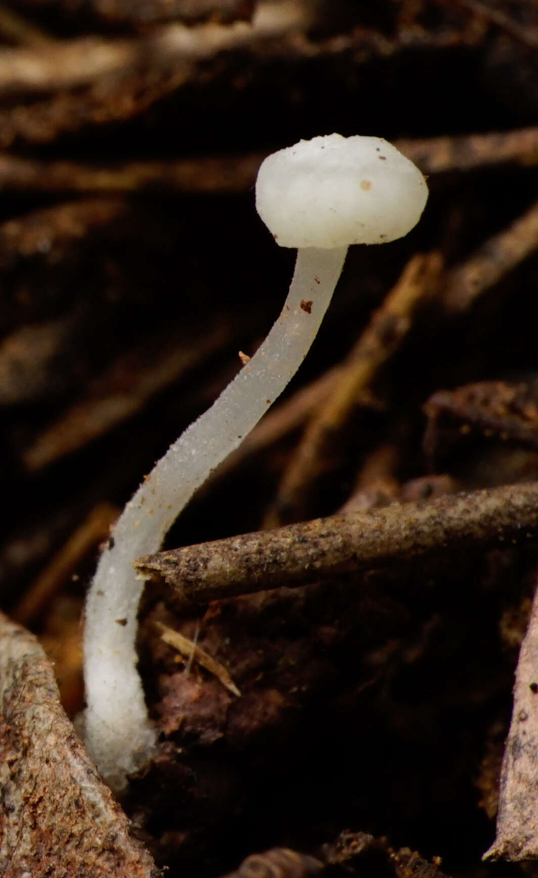 Sivun Hemimycena angustispora (P. D. Orton) Singer 1962 kuva